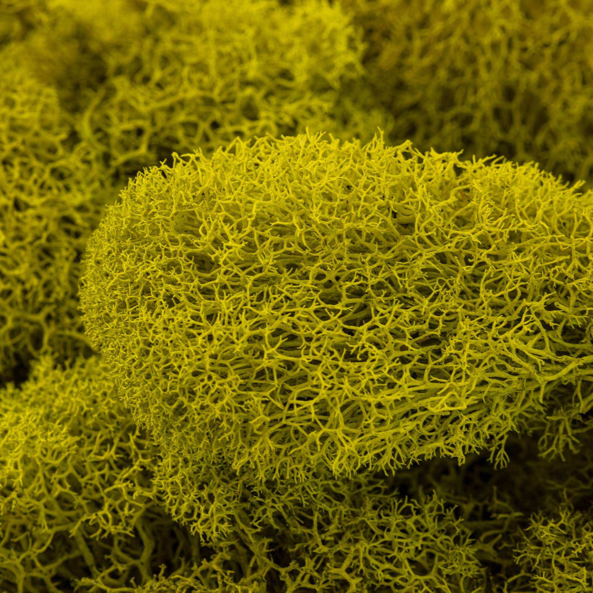 12 Pack: SuperMoss® Preserved Chartreuse Reindeer Moss